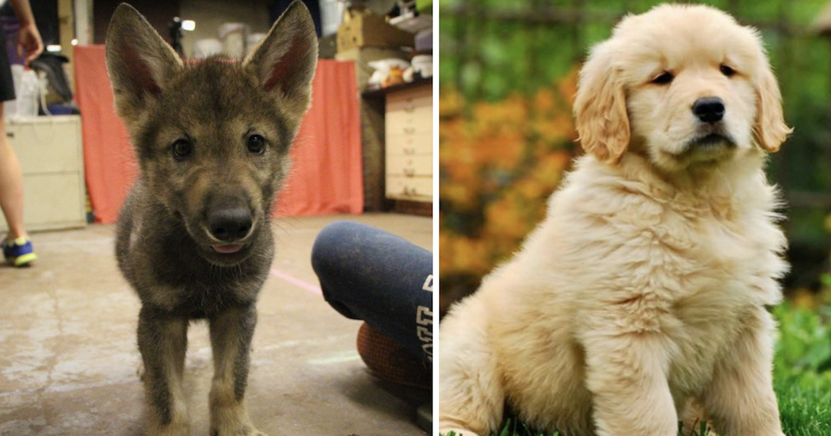 Wolf Puppies Gained’t Perceive You Like Your Canine Can, Analysis Reveals